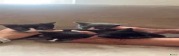 Mixed Breed cats for sale: 4 Beautiful Kittens Looking For Loving Homes in Deeside - Advert 3