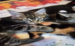 Mixed Breed cats for sale: Few lovely kittens ready for new lovely homes ! - Image 24