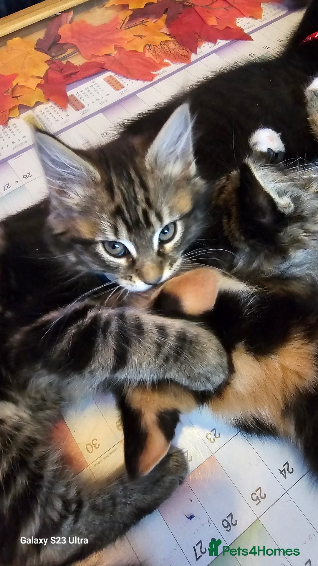Mixed Breed cats for sale: Few lovely kittens ready for new lovely homes ! - Image 24