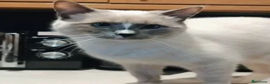 Ragdoll 2