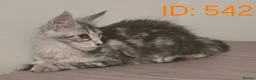 Maine Coon cats for sale: Maine Coon Kittens - Advert 8