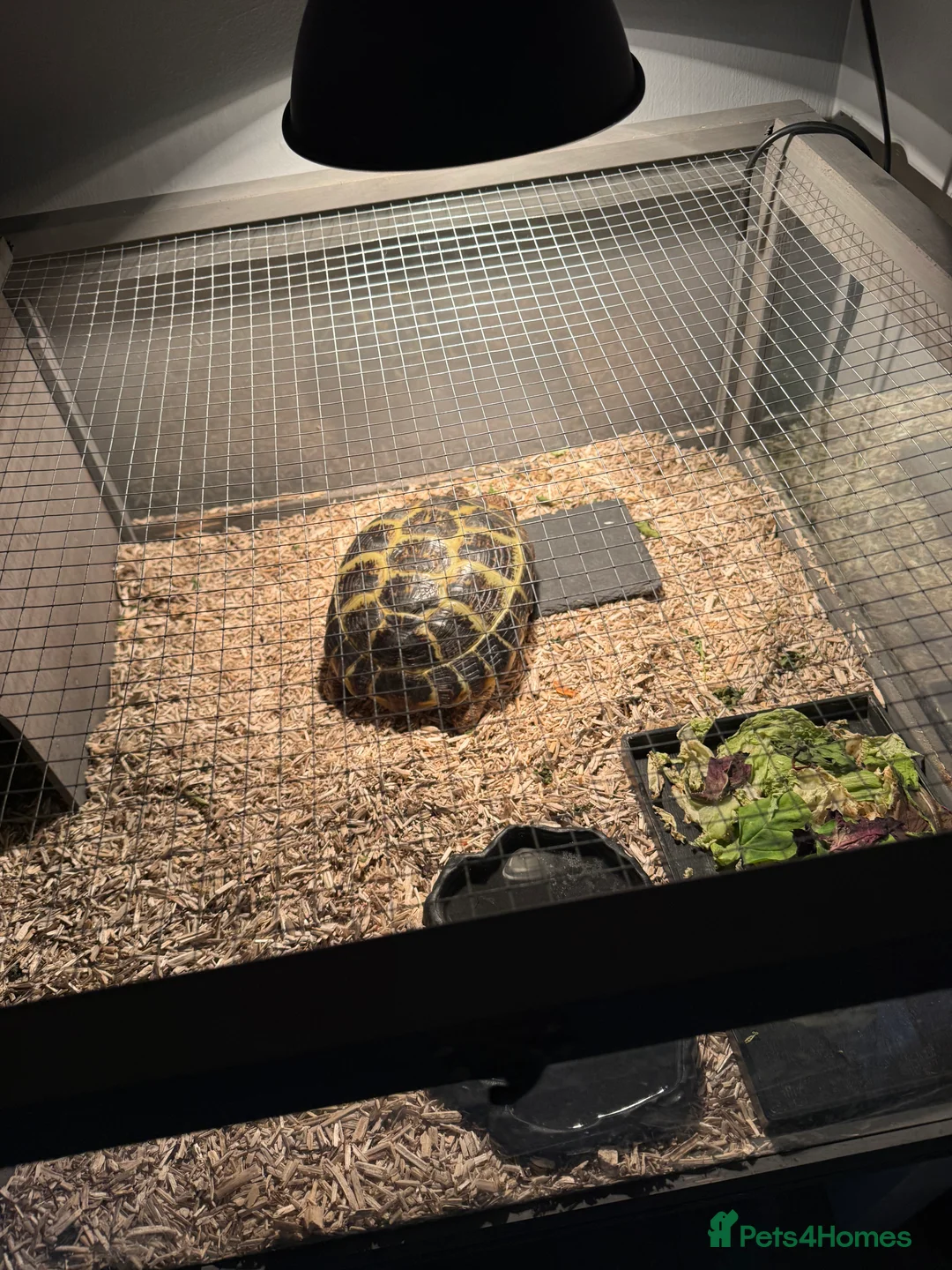 Tortoise reptiles for sale: Tortoise - Advert 3