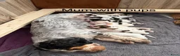 Cocker Spaniel dogs for sale: Gorgeous Cocker Spaniel Puppies - Advert 10