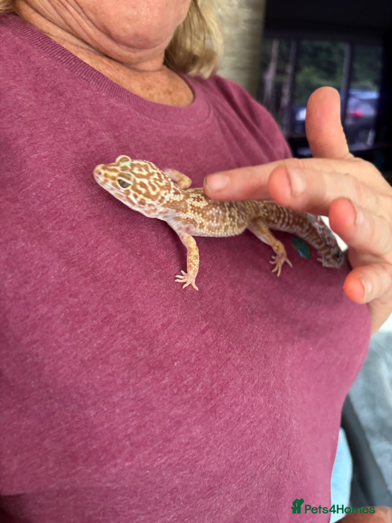 Leopard Gecko reptiles Leopard gecko with full set up included in photos  - Advert 10