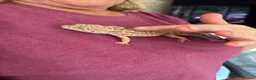 Leopard Gecko reptiles for sale: Leopard gecko with full set up included in photos  in York - Advert 1