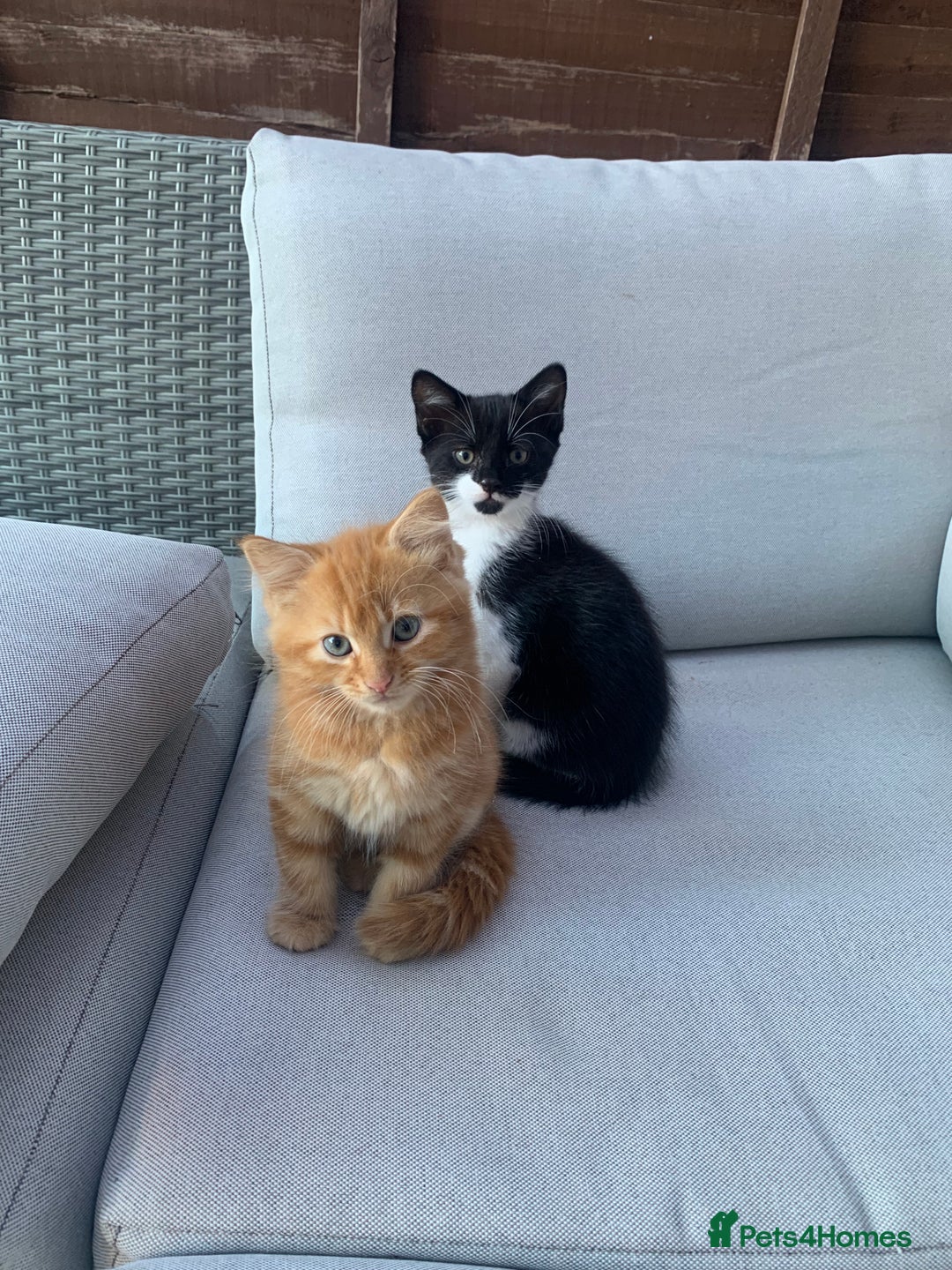 Domestic Shorthair cats for sale: 2 kittens for sale - Image 6