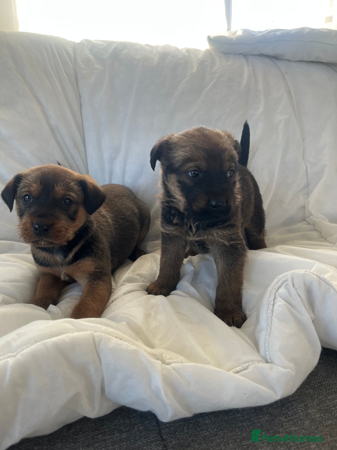 Mixed Breed dogs for sale: German Shepard X Rottweiler  - Advert 5