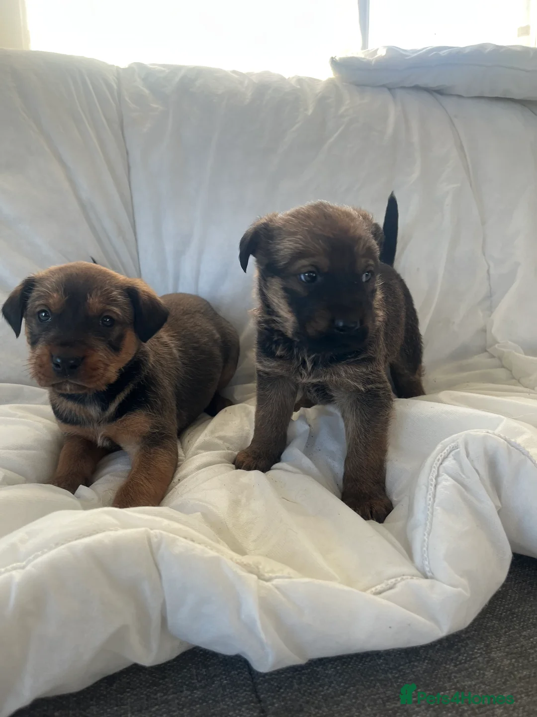 Mixed Breed dogs for sale: German Shepard X Rottweiler  - Advert 5