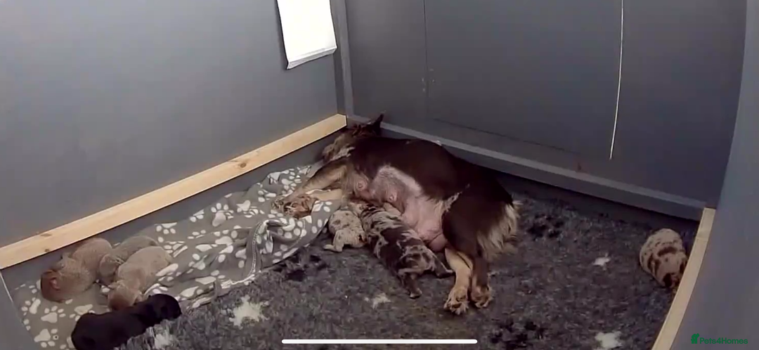 French Bulldog dogs for sale: RARE FLUFFY FRENCHIES! LAST 3 LEFT!!!! - Advert 5