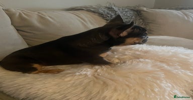 French Bulldog dogs - Advert 10