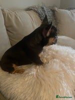 French Bulldog dogs - Advert 11