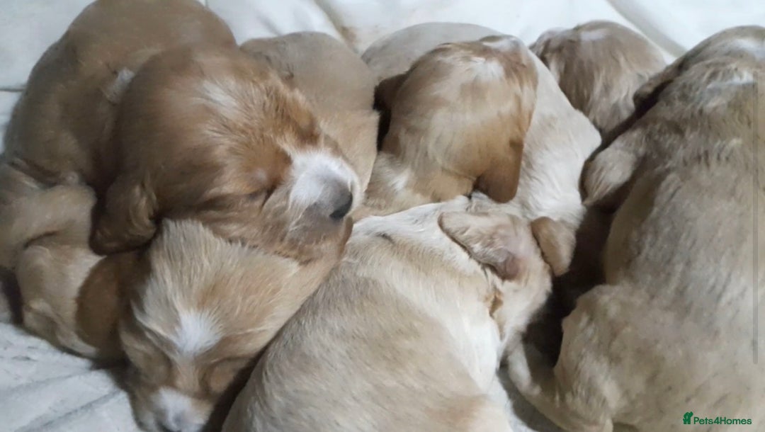 Sprocker dogs for sale: Sprocker x Cocker Puppies - Advert 1