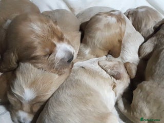 Sprocker dogs Sprocker x Cocker Puppies - Advert 1