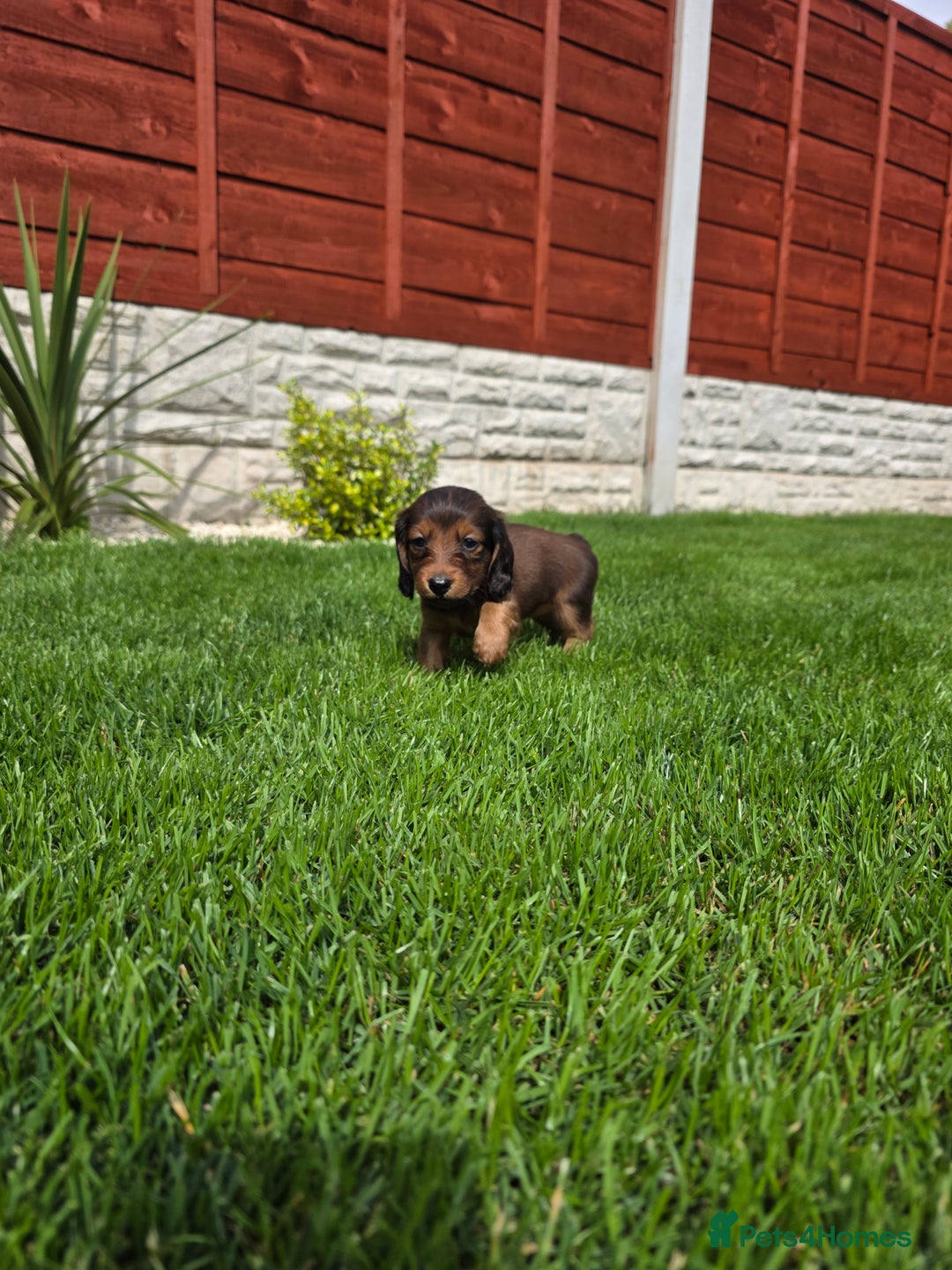 Dachshund dogs for sale: Red long-haired standard dachshund puppies - Image 10