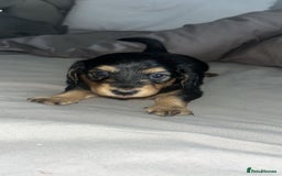 Miniature Dachshund dogs for sale: Black & Cream Long Haired - Image 6