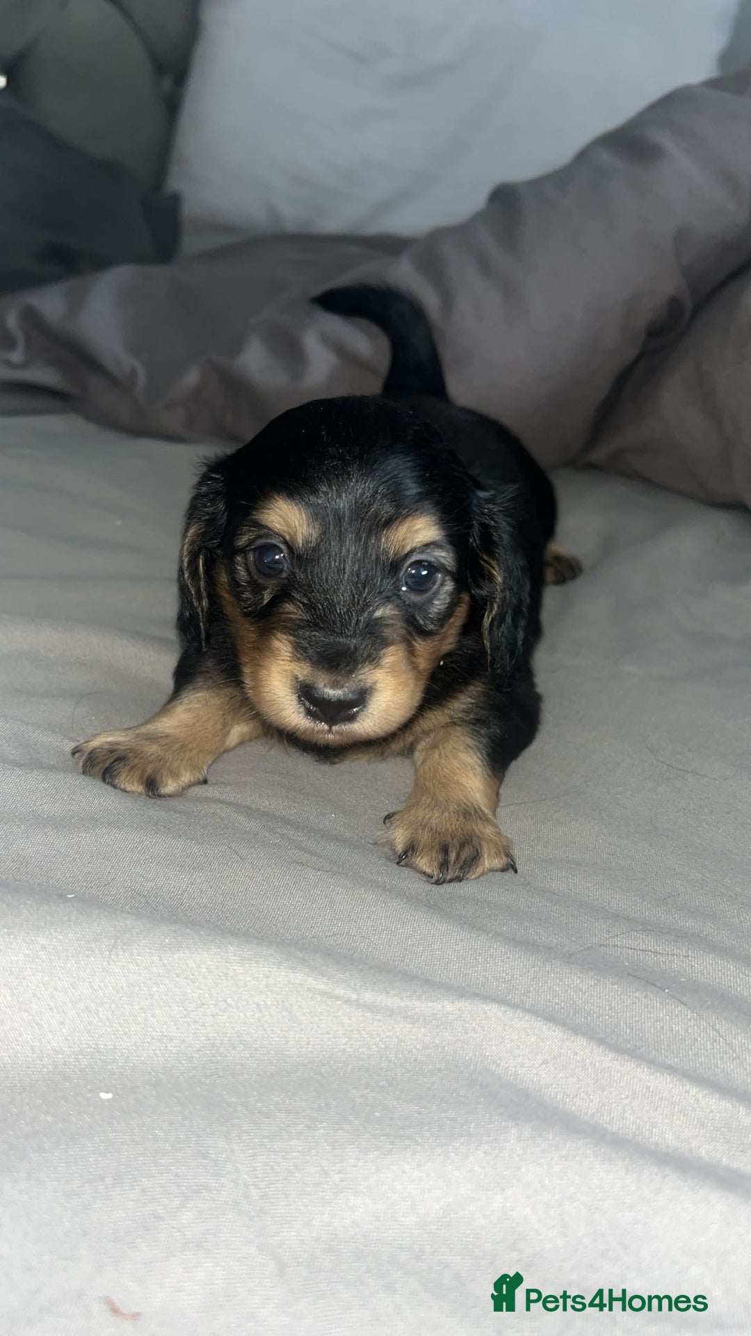 Miniature Dachshund dogs for sale: Black & Cream Long Haired - Image 6