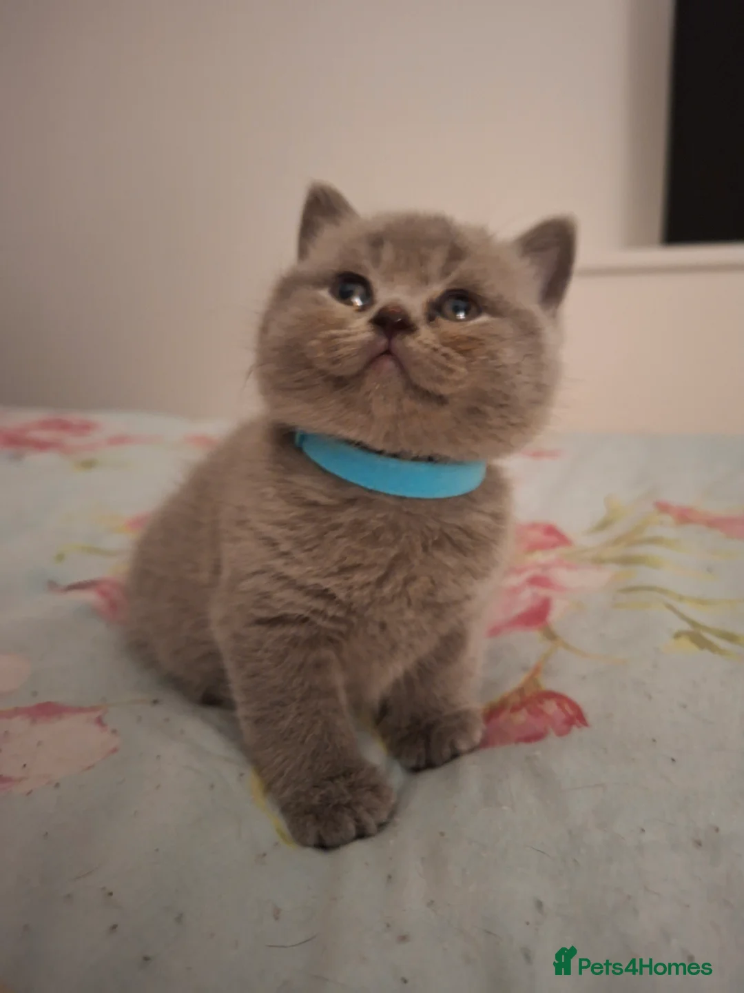 British Shorthair cats for sale: Only 1 blue boy & 1 blue girl available to reserve - Advert 6