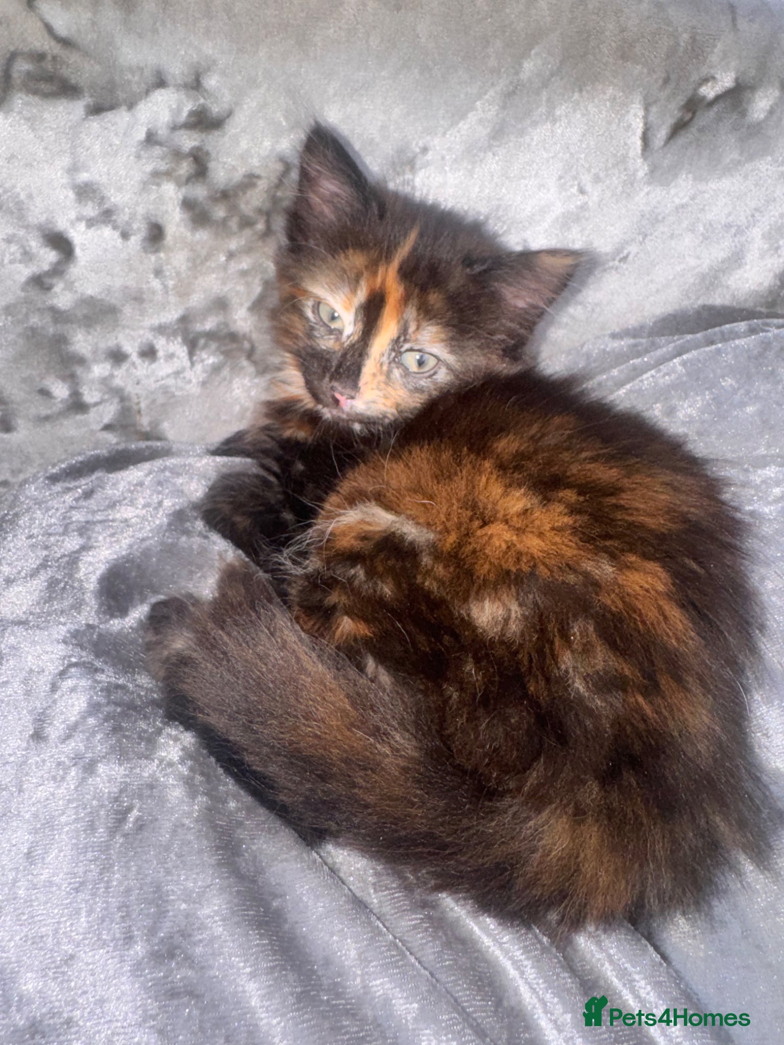 Mixed Breed cats Beautiful Mixed Breed DLH Fluffy Kitten For Sale - Advert 14