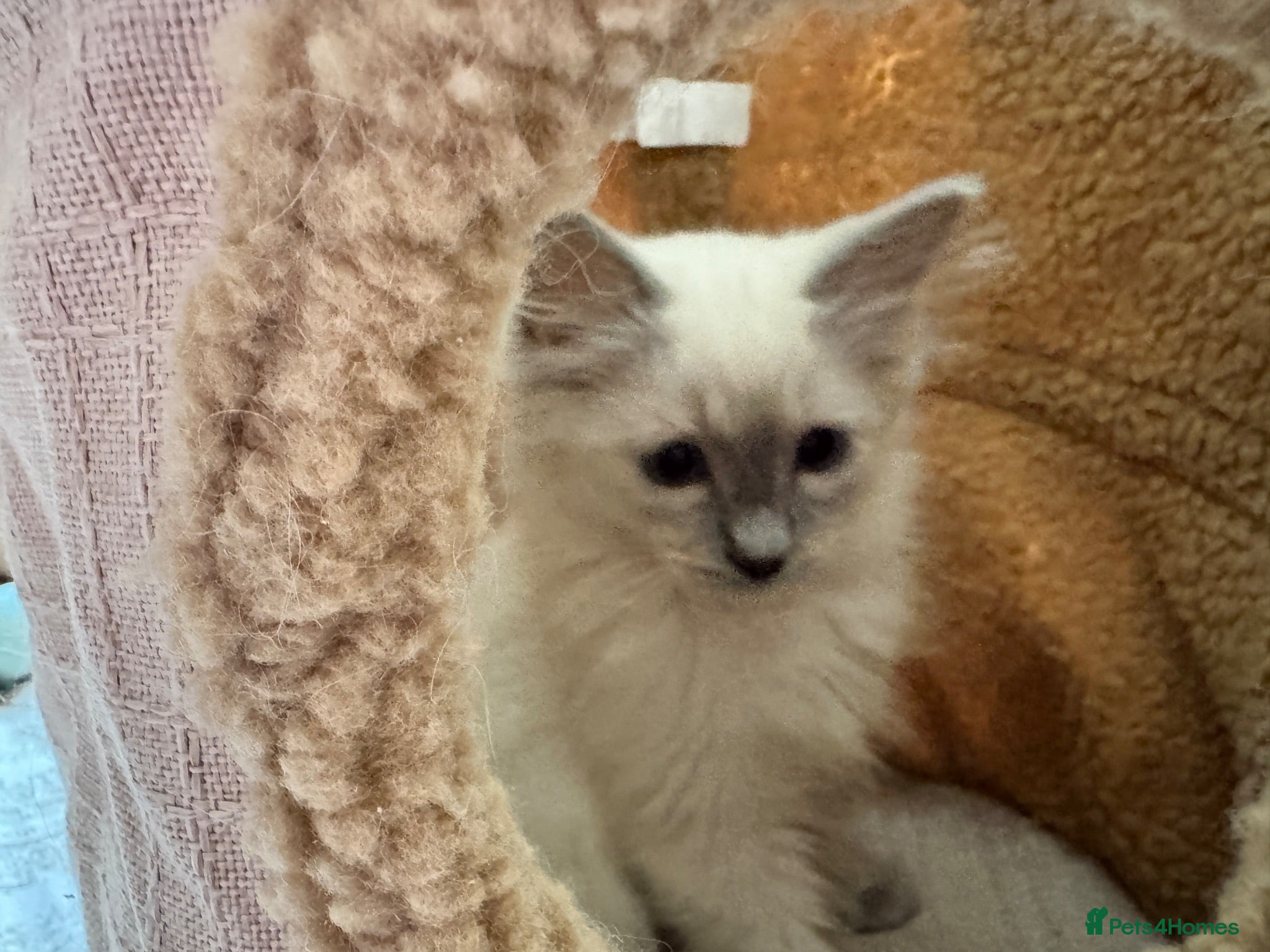 Ragdoll cats Stunning Ragdoll kittens - Advert 1