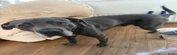 Cane Corso dogs for sale: Cane corso puppies - Advert 4