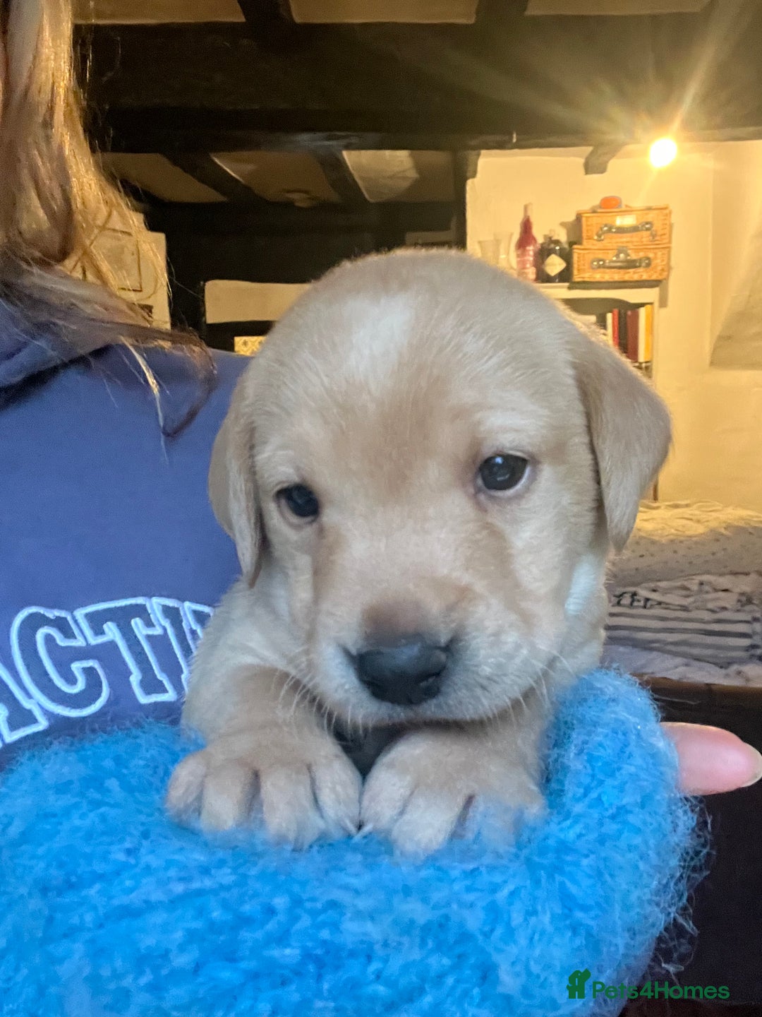 Labrador Retriever dogs for sale: Pedigree KCRegistered Labrador Pups-FoxRed & Black - Advert 1