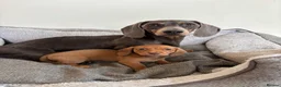 Miniature Dachshund dogs for sale:  Ready now PRA clear Miniature dachshunds - Advert 10