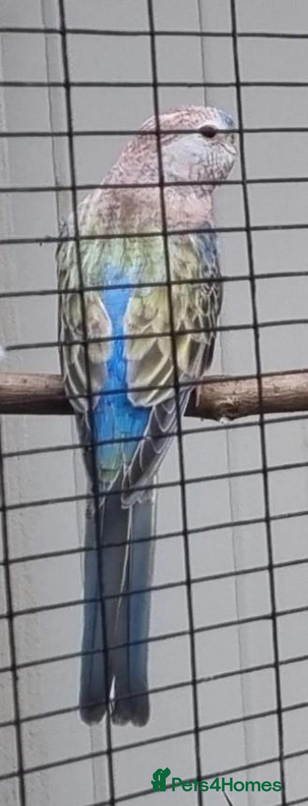 Parakeets birds for sale: Adult Bourkes Parakeets  - Advert 9