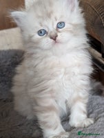 Siberian cats Siberian kitty - Advert 1