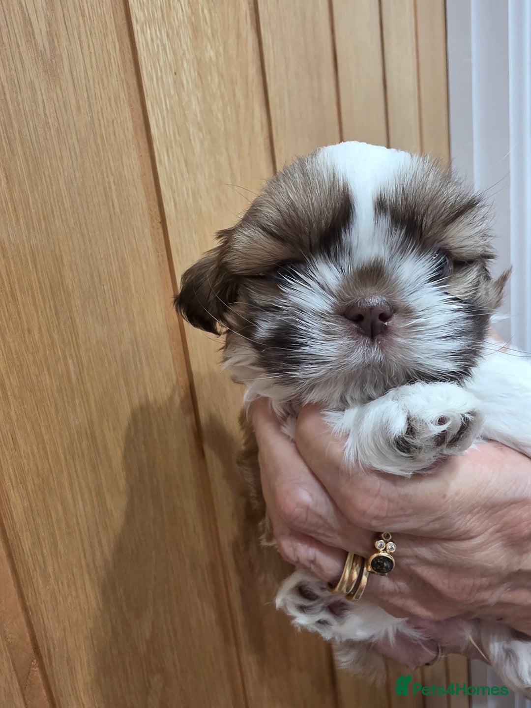 Shih Tzu dogs for sale: 3 stunning imperial karashishi shihtzu  - Advert 10