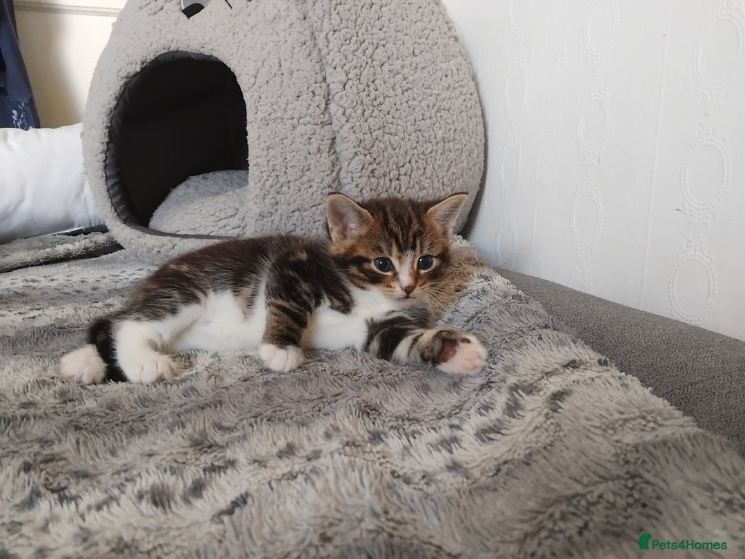 Mixed Breed cats for sale: Tabby boy - Image 6