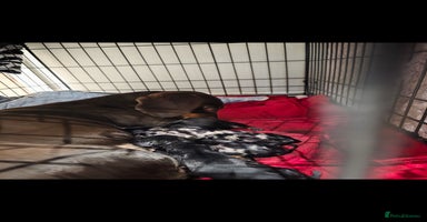 Dachshund dogs - Advert 2