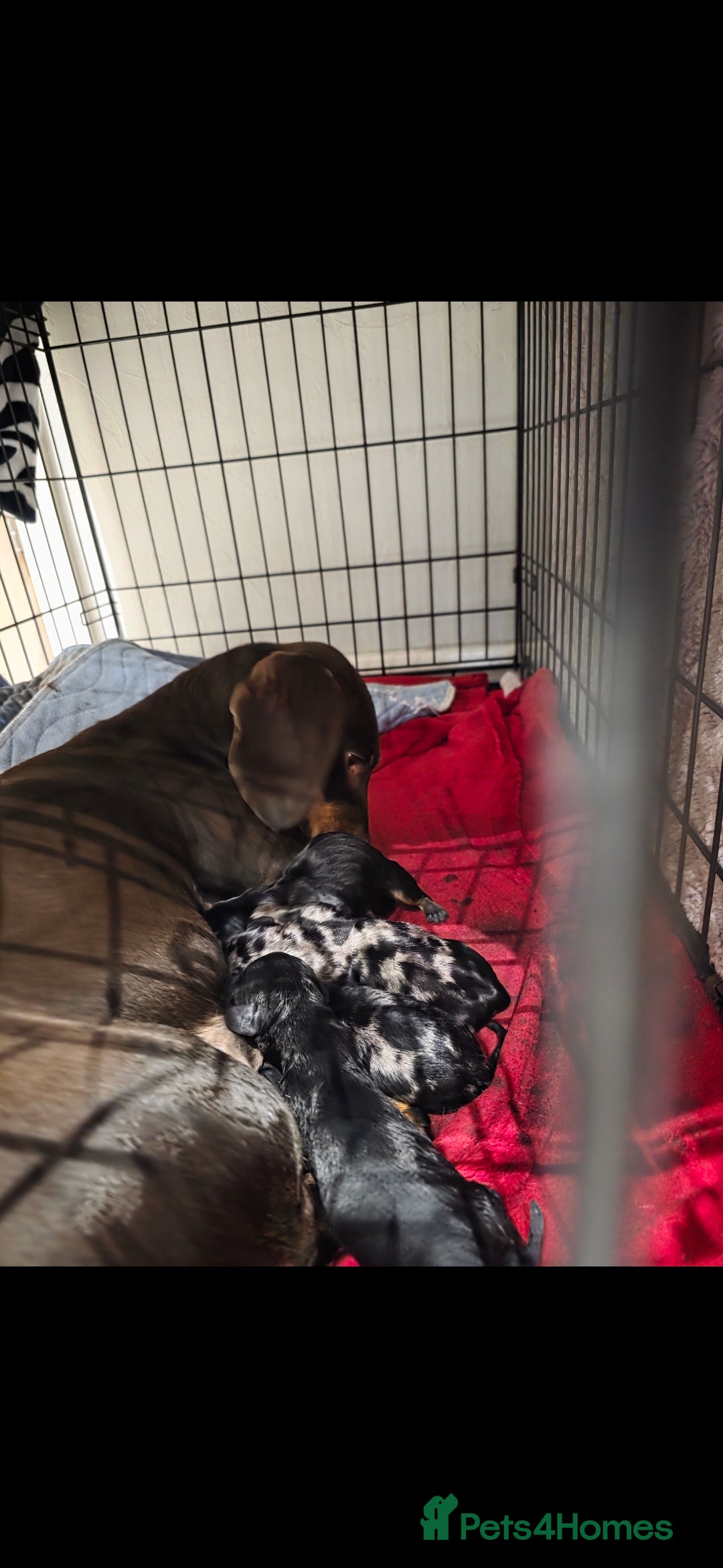Dachshund dogs for sale: Beautiful puppies - Image 2