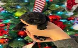 Cocker Spaniel dogs for sale: Show type cocker spaniels puppies - Advert 3