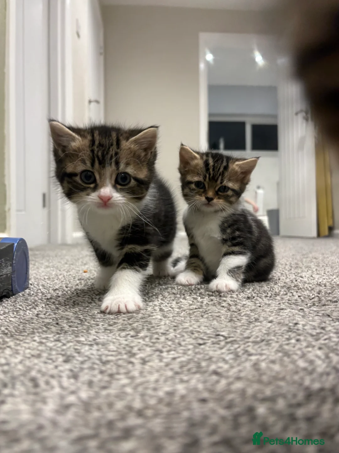 Mixed Breed cats for sale: 1/2 Persian kittens  - Advert 8