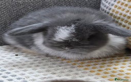 Mini Lop rabbits for sale: Minilops - Image 17