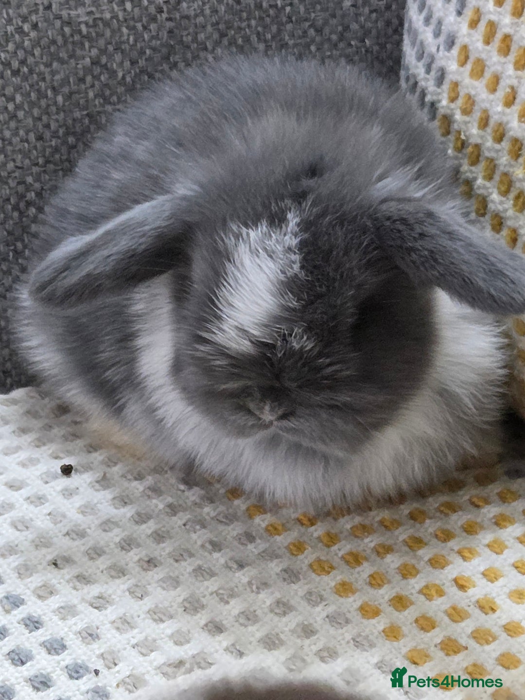 Mini Lop rabbits for sale: Minilops - Image 17