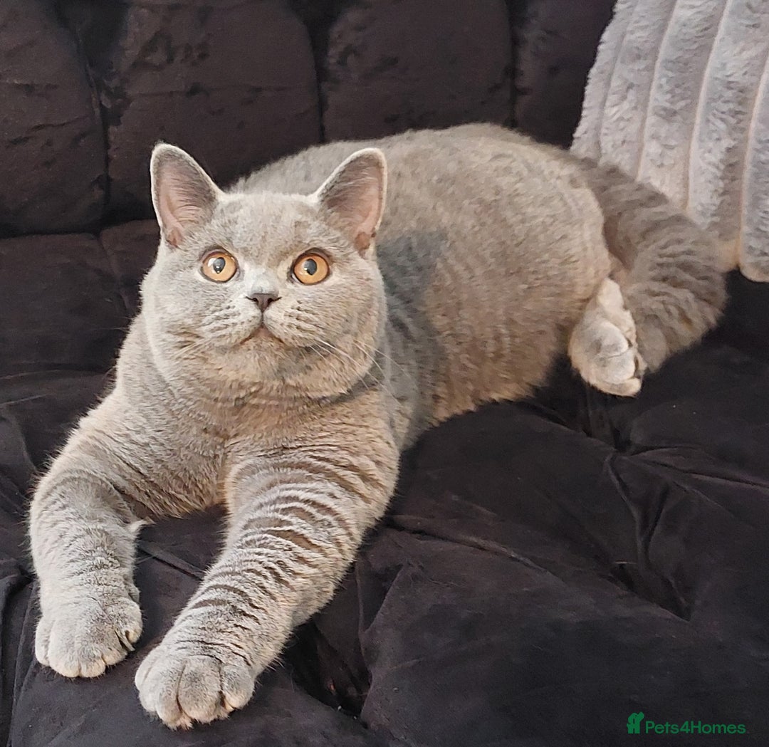 British Shorthair cats for sale: ‼️PRESTIGIOUS‼️🏆CH SIRED FEMAL - Advert 12