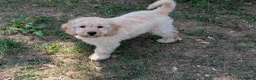 Labradoodle dogs for stud: Beautiful labradoodle for stud - Advert 3