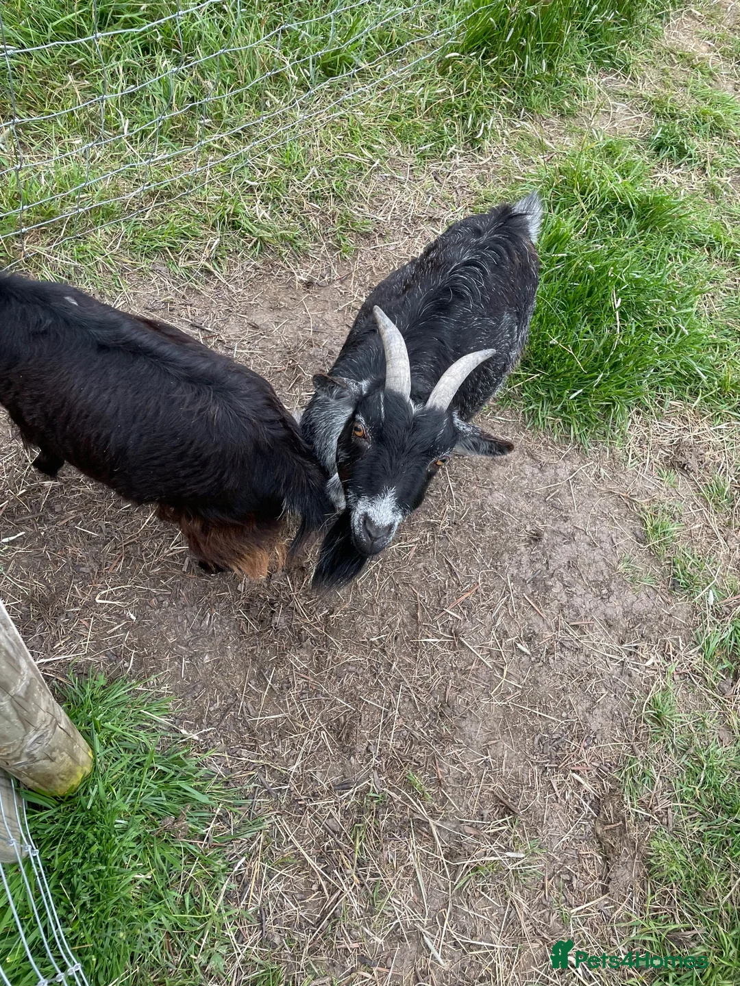 Goats livestock for sale: 3 female goats for sale in Southminster - Advert 3