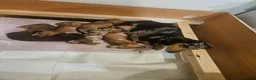 Miniature Dachshund dogs for sale: **1 boy left ready now** - Advert 11