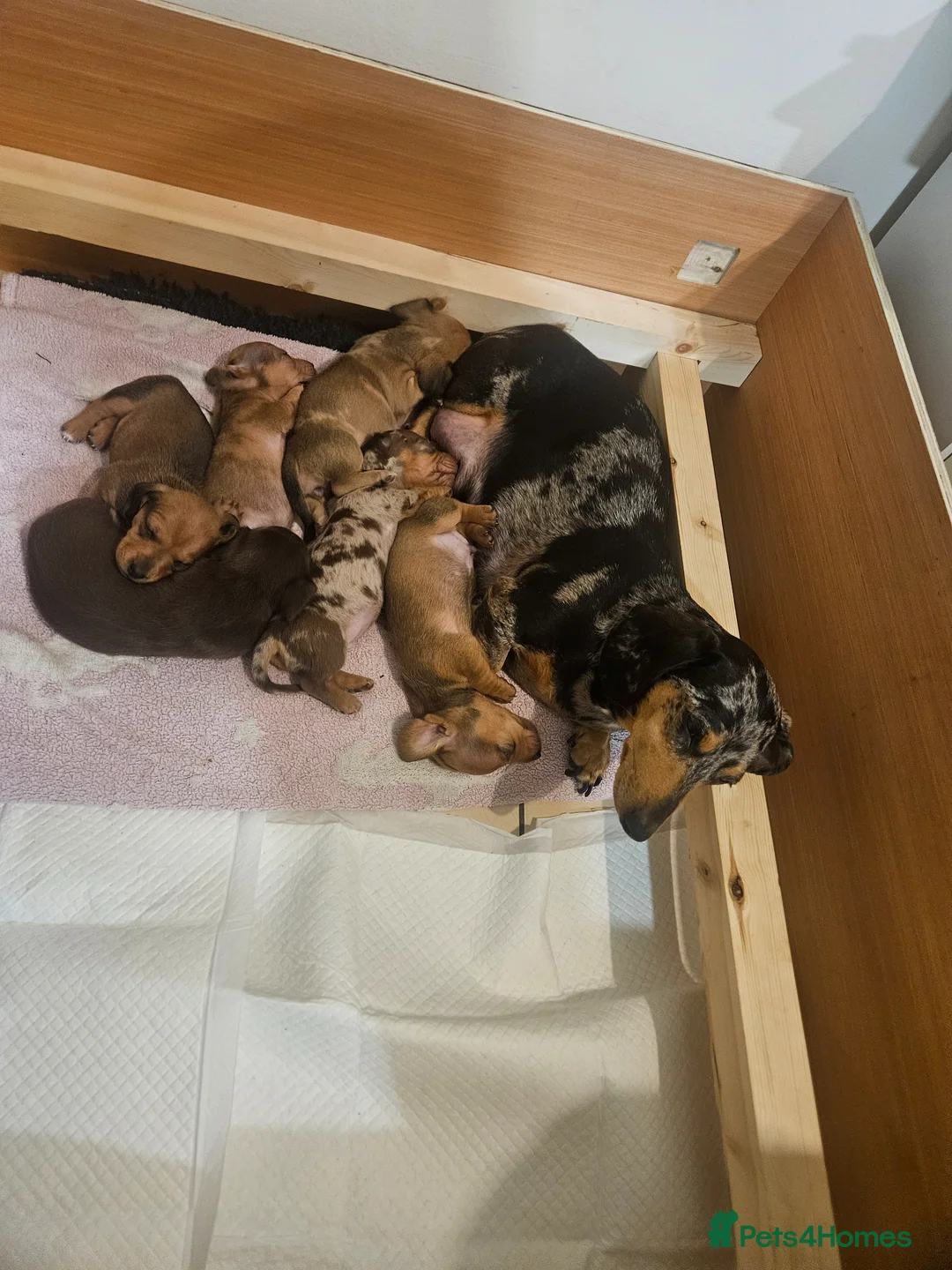 Miniature Dachshund dogs for sale: **1 boy left ready now** - Advert 11