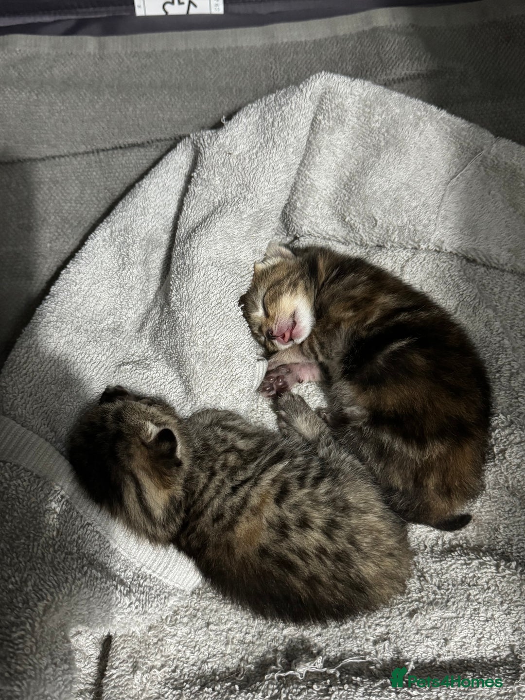 Mixed Breed cats for sale: American bobtail / tortoise shell - Image 22