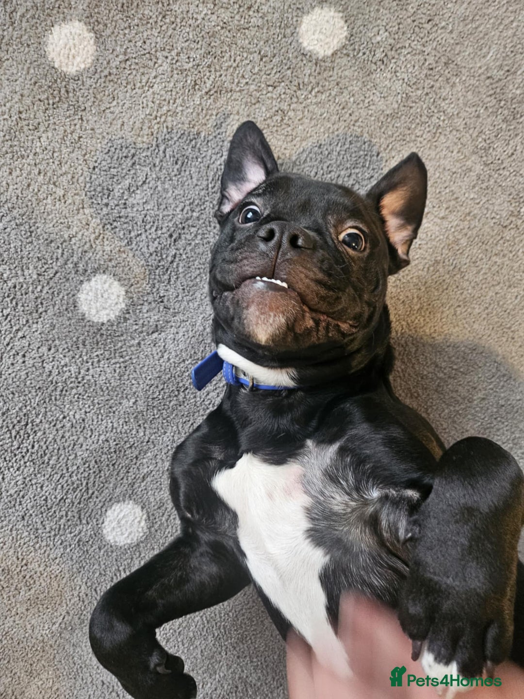 Mixed Breed dogs for sale: Wonderful dog for sale - Advert 16