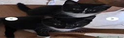 Mixed Breed cats for sale: 2 beautiful female cats for sale 12 weeks old  - Advert 2
