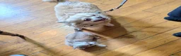 Chihuahua dogs for sale: Beautiful Green eyes Chihuahua  - Advert 4