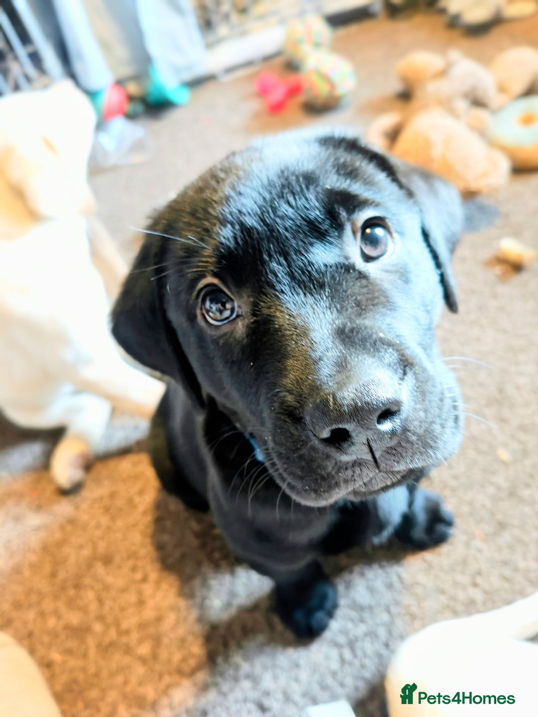 Labrador Retriever dogs for sale: *2 left* KC reg labs (READY TO GO NOW!) - Advert 30