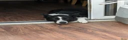 Border Collie dogs for sale: Murphy  in Swansea - Advert 9