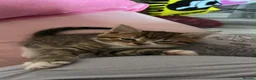Bengal cats for sale: Kitten’s and mother are ready for there homes - Advert 2