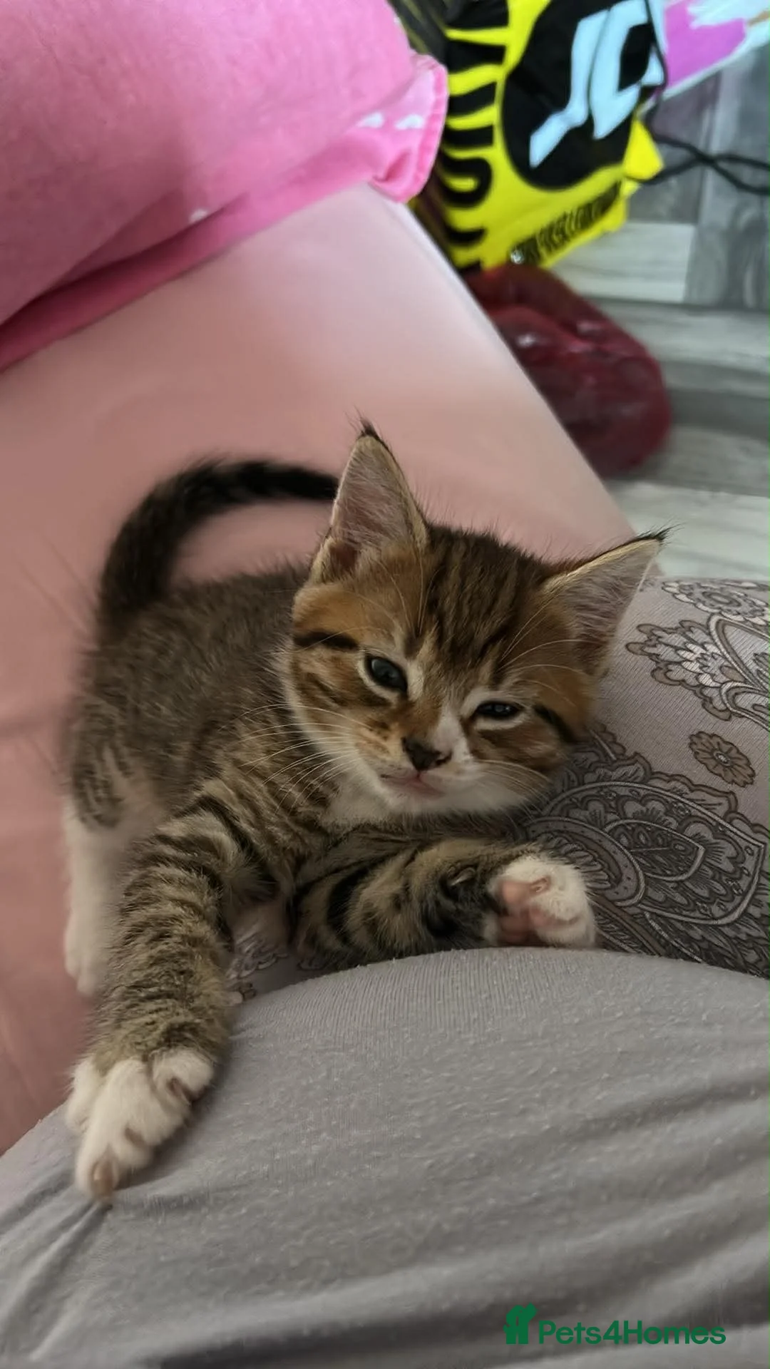 Bengal cats for sale: Kitten’s and mother are ready for there homes - Advert 2