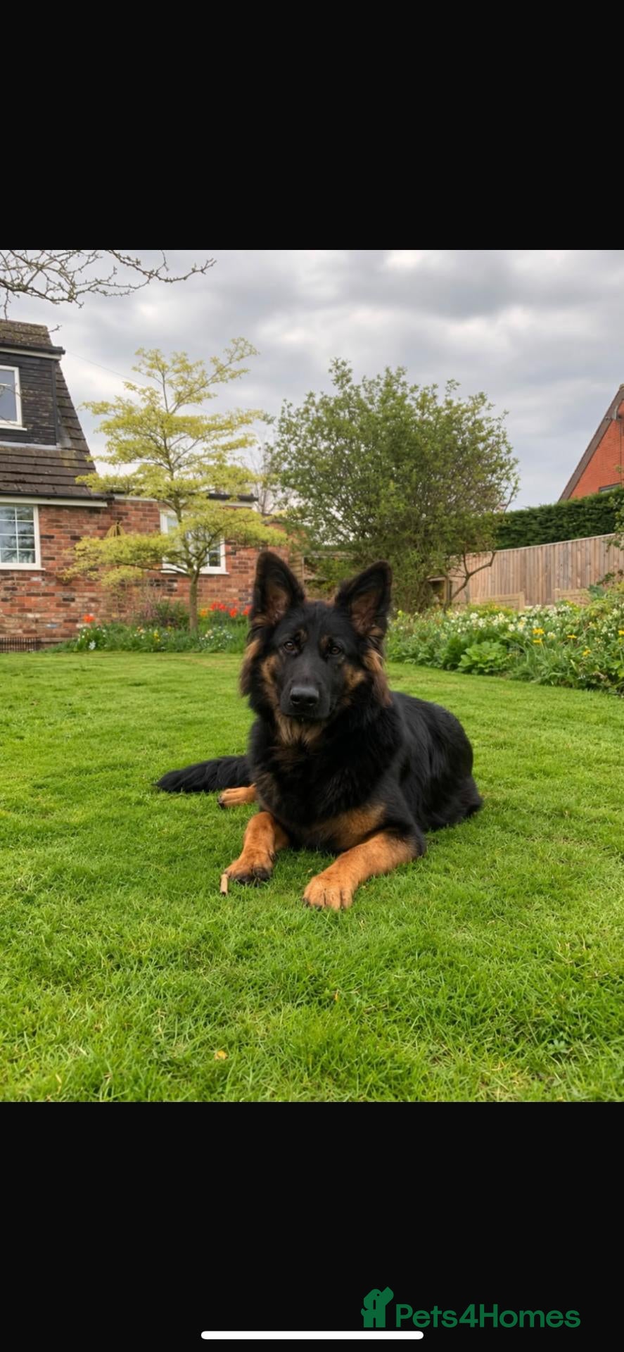 German Shepherd dogs Litter of Dual Purpose German Shepherd Dog Puppies - Advert 2